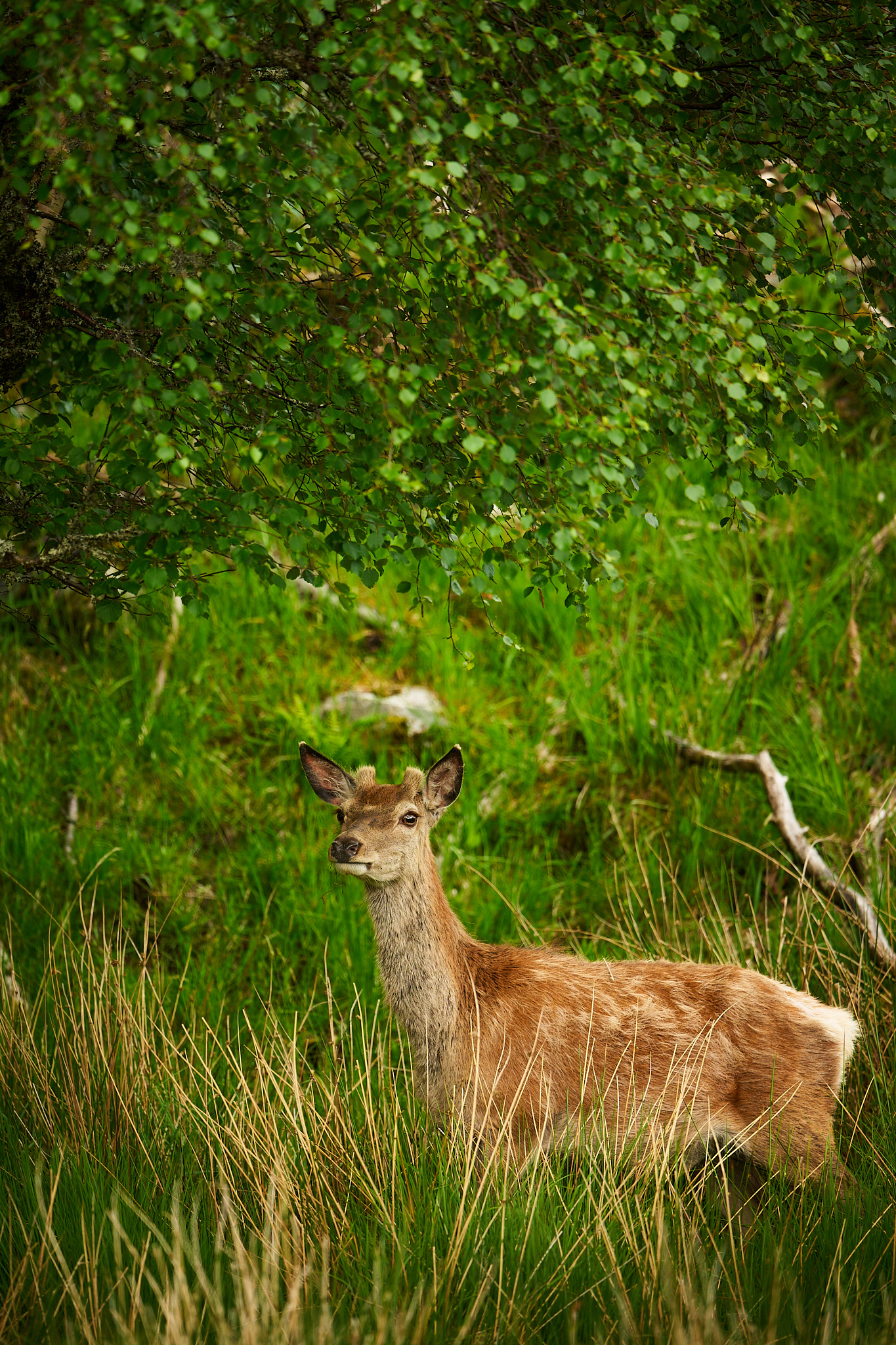 Red Deer woodland